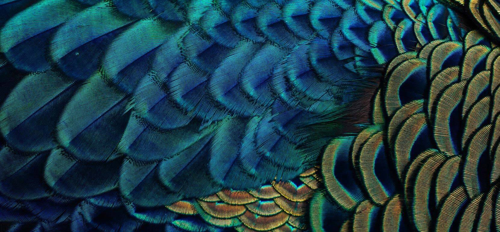 Detail of a peacock's feathers